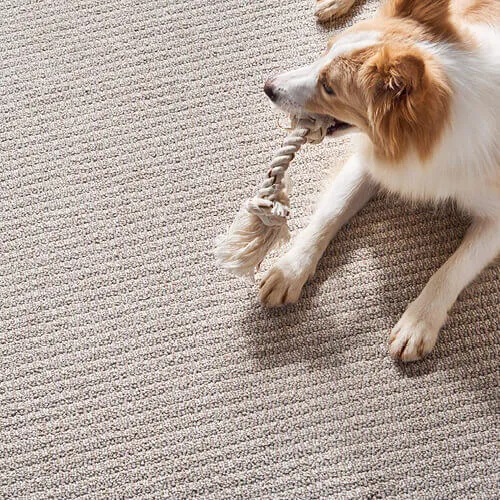 Pet perfect carpet Flooring | Carpet Direct Flooring